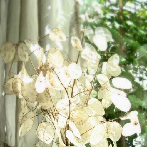 50+ Lunaria/ Money Plant Seeds Biennial
