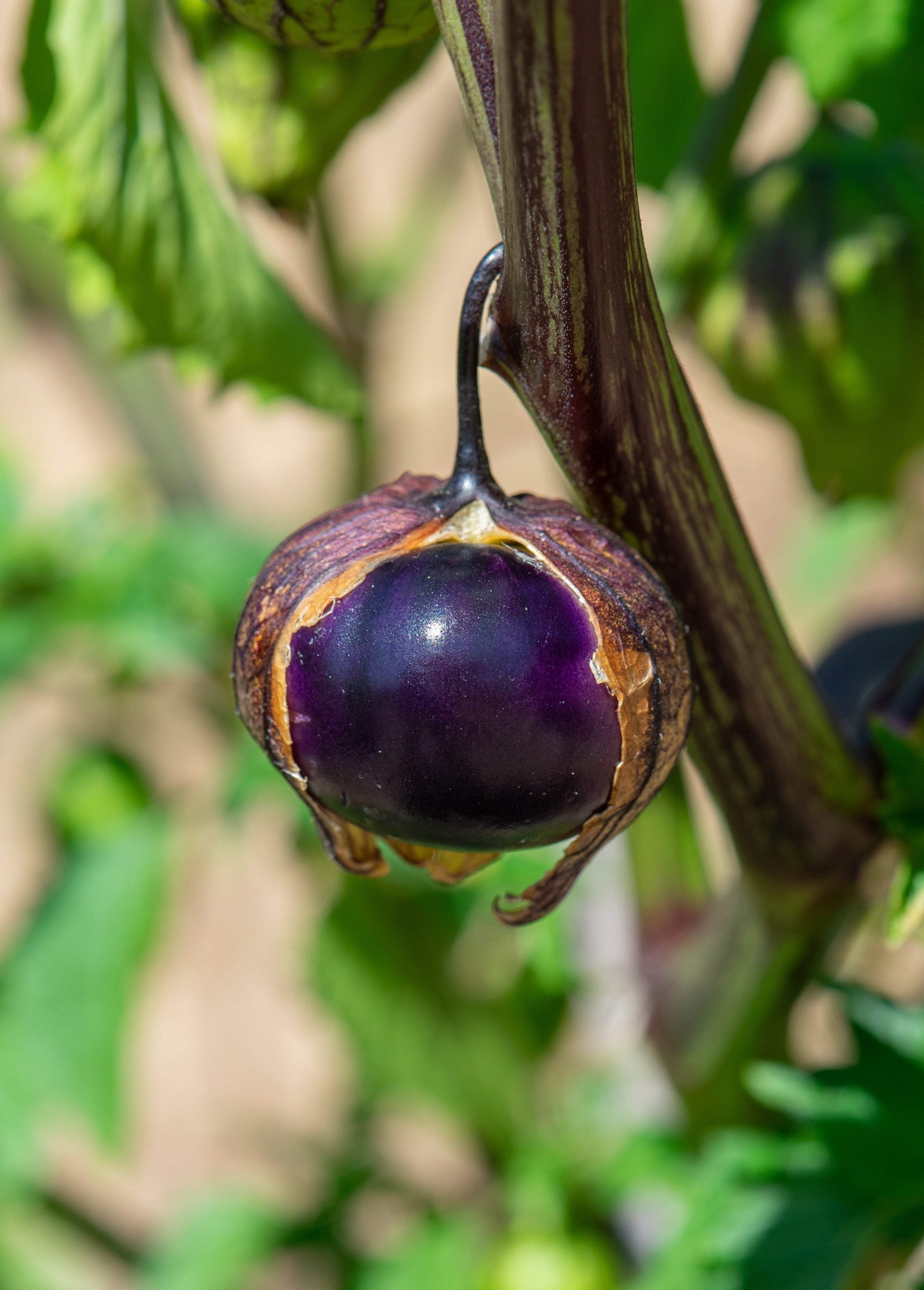 50 PURPLE TOMATILLO Physalis Ixoxcarpa Vegetable Seeds *Flat S/H
