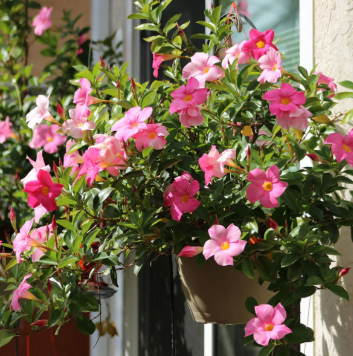 Set 2 Pink Mandevilla Plant – 4-6″ Tall – Tropical Flowering Vine for Garden