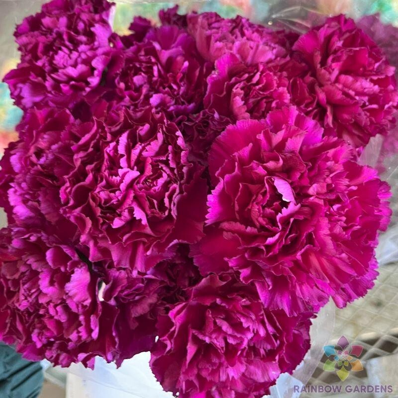 200+ Southern Pink Carnation Seeds for Garden Planting – USA – FREE SHIPPING!