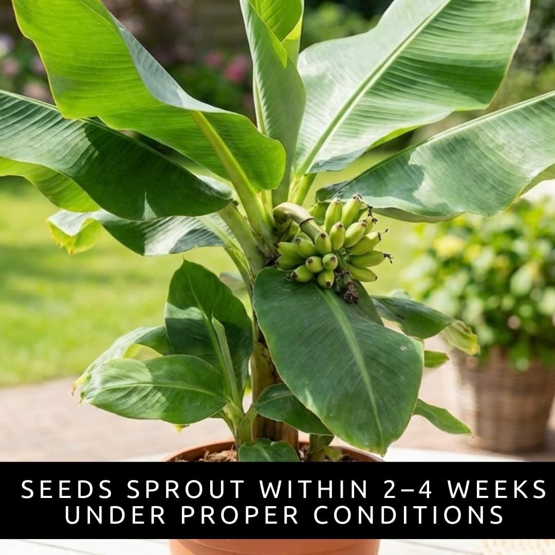 Dwarf Banana Seeds – Non-GMO Tropical Fruit for Indoor/Outdoor Growing – 30 Seed