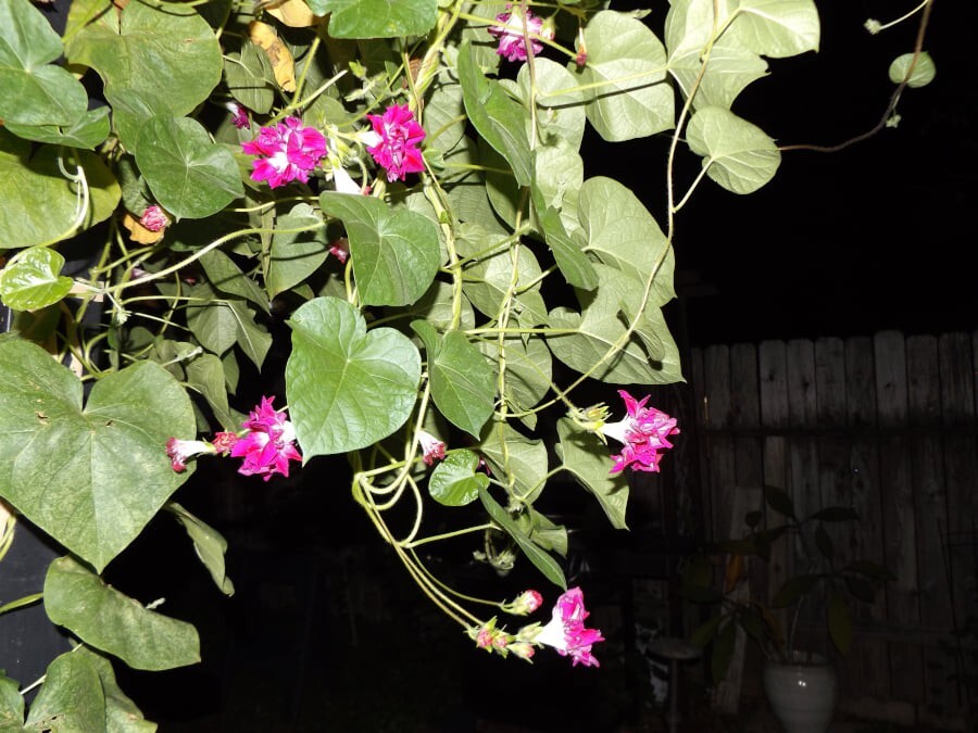 Seeds (10) Pink Magenta Double Ruffled Morning Glory Ipomoea imperialis