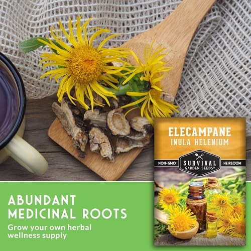 Elecampane Seeds for Planting – Traditional Medicinal Herb (Inula helenium) 1