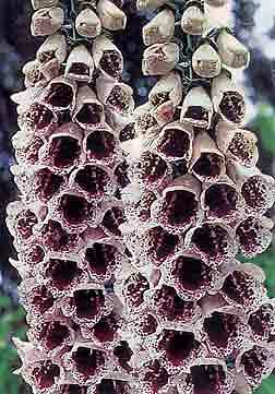 Digitalis purpurea Pams Choice 1,000 seeds