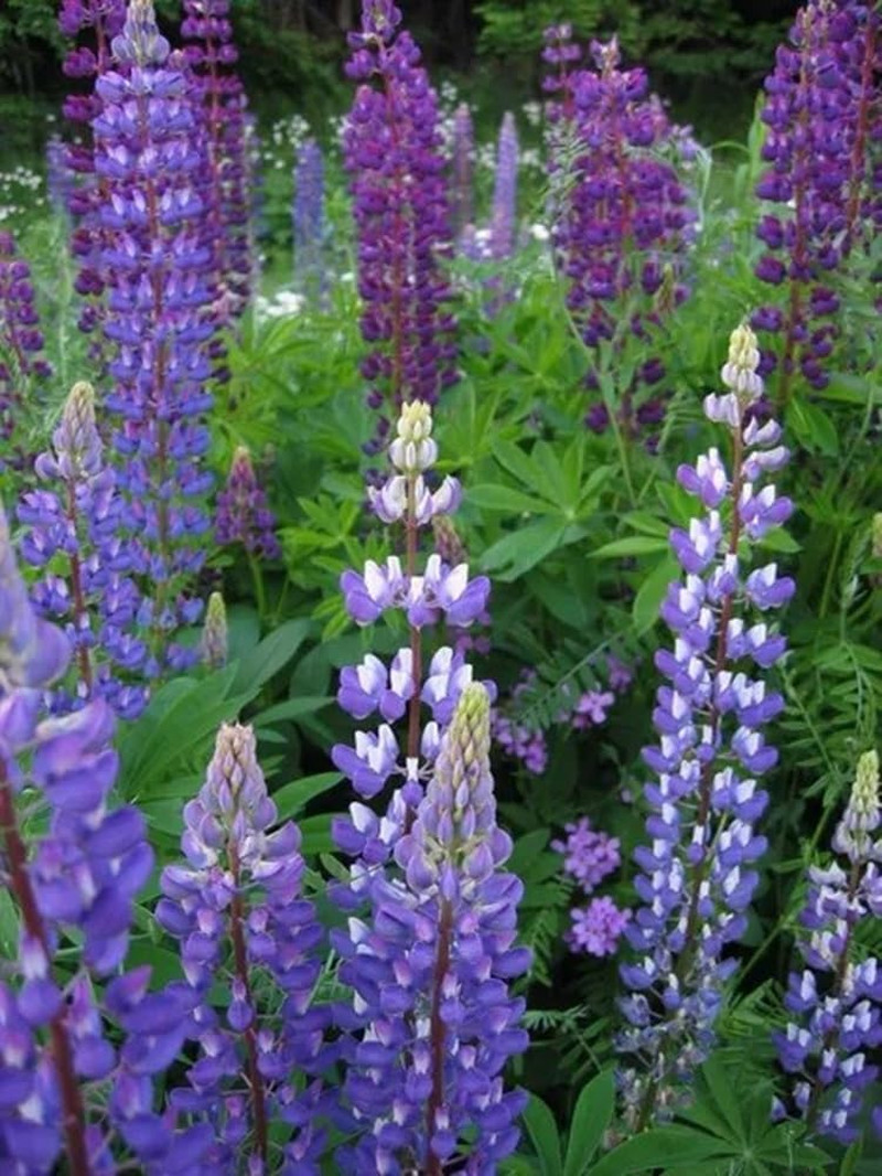 Perennial Lupine Flower Seeds – Lupinus Perennis, Pack of 1,000 Seeds by