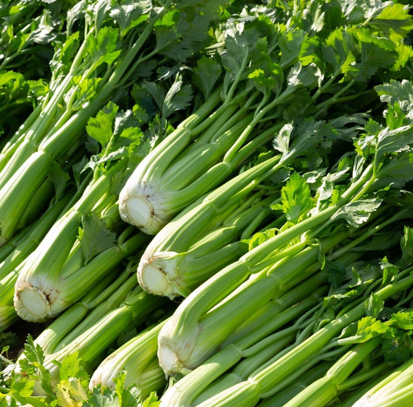 UTAH 52-70 CELERY SEEDS 2000+ VEGETABLE garden Apium graveolens FREE SHIPPING