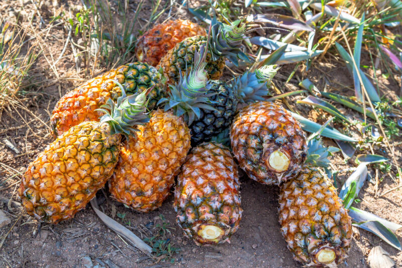 15+ Pernambuco Pineapple Seeds for Garden Planting – USA – FREE SHIPPING!