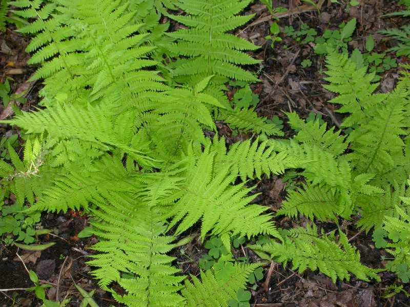 Hay Scented Fern 5 clumps (Dennstaedtia punctilobula)