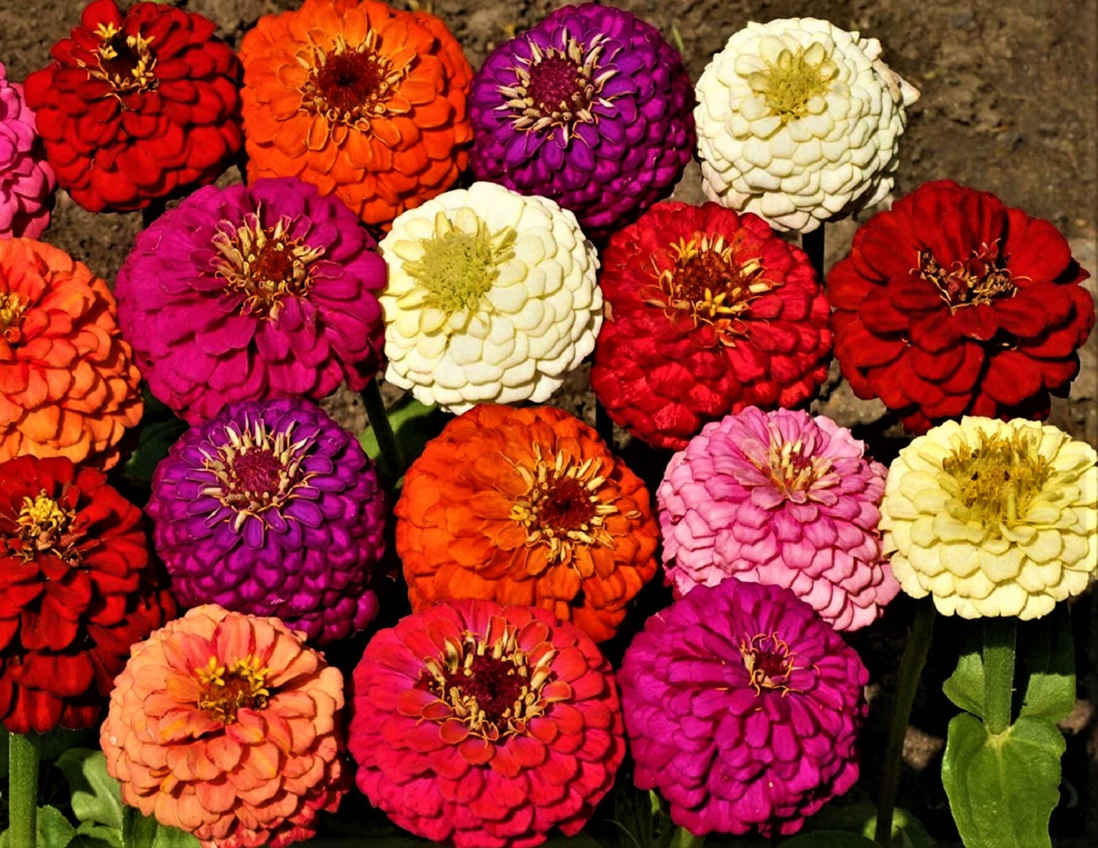 Beautiful Lilliput Mix Zinnia Seeds 100+ Seeds BUY 4 GET FREE SHIPPING