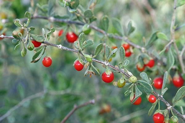 Lycium exsertum | Arizona Desert-thorn | Boxthorn Littleleaf Wolfberry | 20 Seed