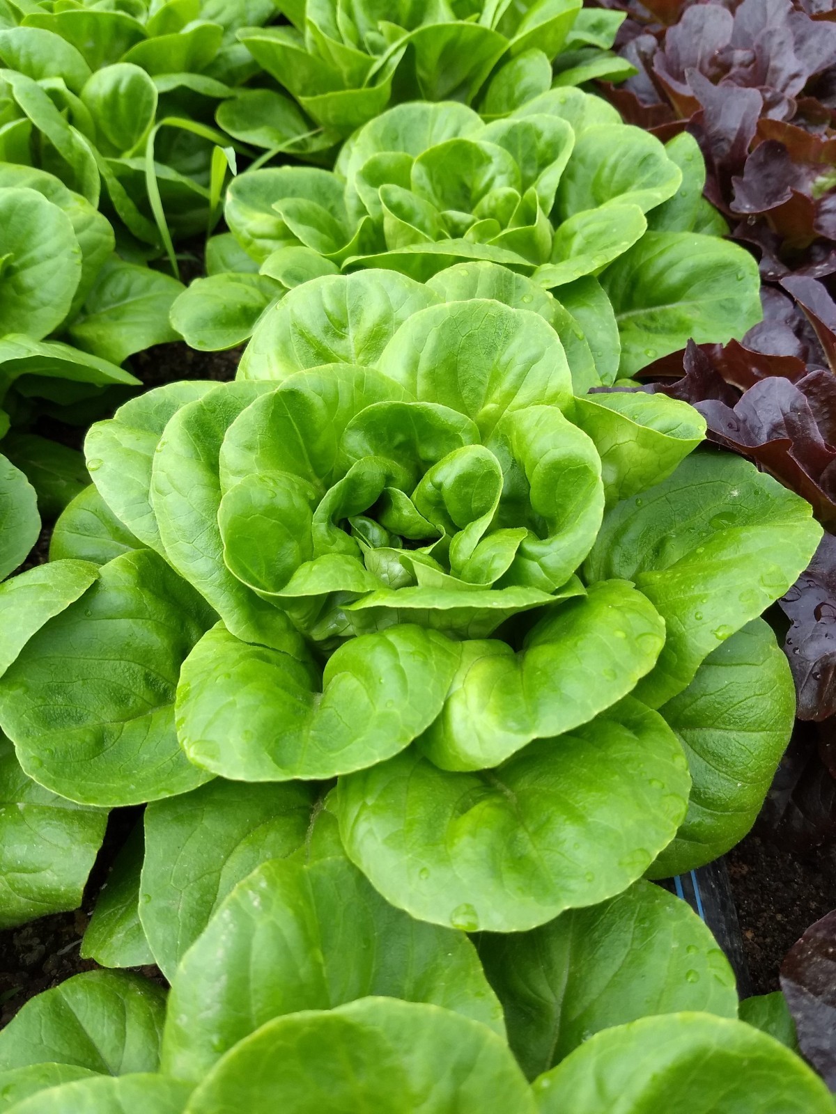 4g – Lettuce Seeds – 2025 Fresh Premium Choice – Buttercrunch Butterhead – A 16