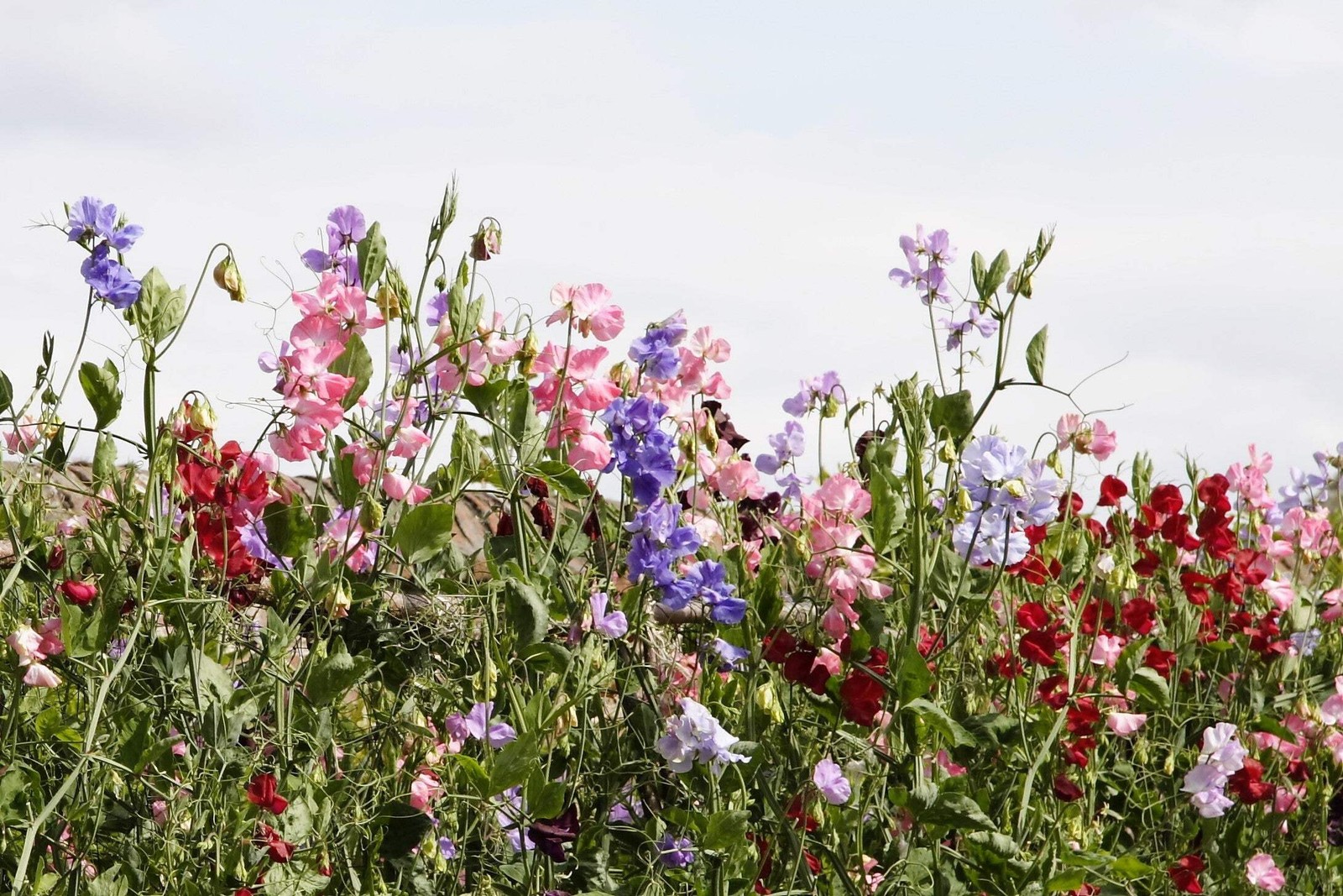 60 Mixed Colors SWEET PEA ROYAL Family Mix Lathyrus Odoratus Flower Vine Seeds