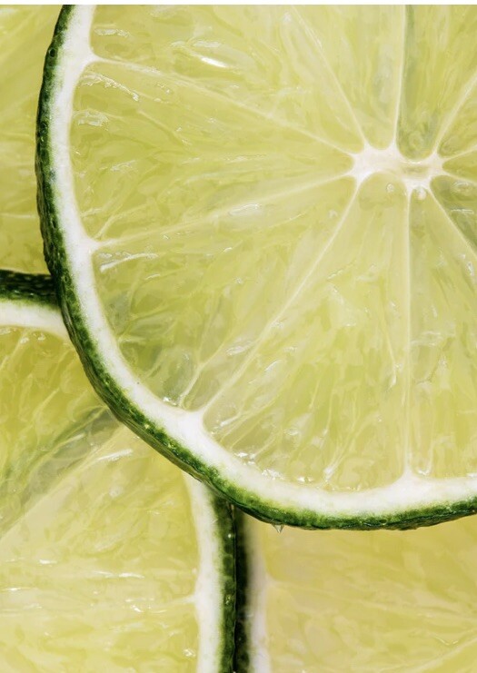 Florida only! Key Lime Tree (Thornless) Grafted plant 1 gallon 2-3 ft tall