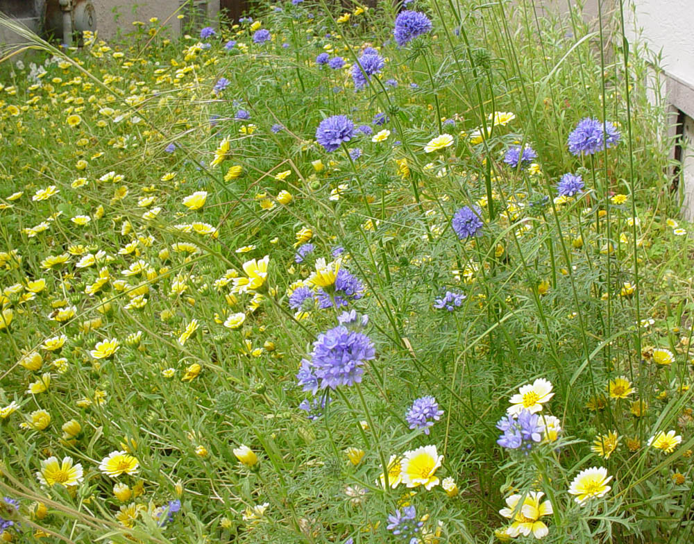 400+GLOBE GILIA THIMBLE Flower Seeds Native Southwest Wildflower Drought Heat