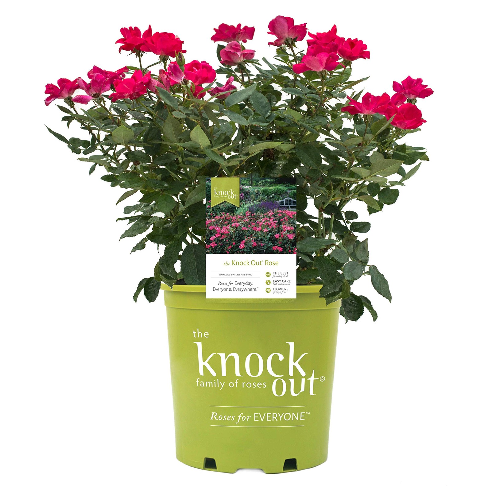 Reblooming Knock Out Rose in #3 Container Vibrant Red Flowers