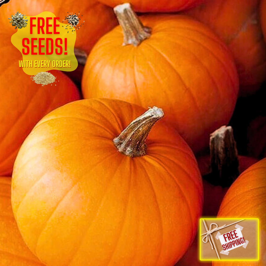 Fresh Small Sugar Pumpkin Seeds | Heirloom Non-GMO | Fresh Vegetable Seeds