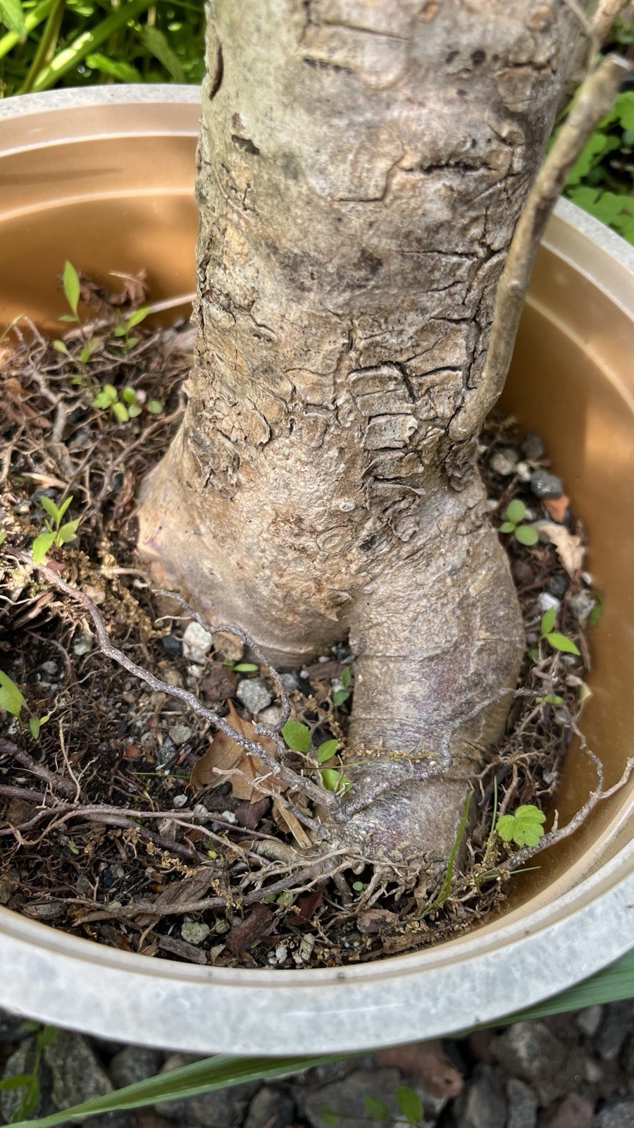 Exact plant #26 Catalpa speciosa , 6-7 year old stubby bonsai,Northern catalpa,