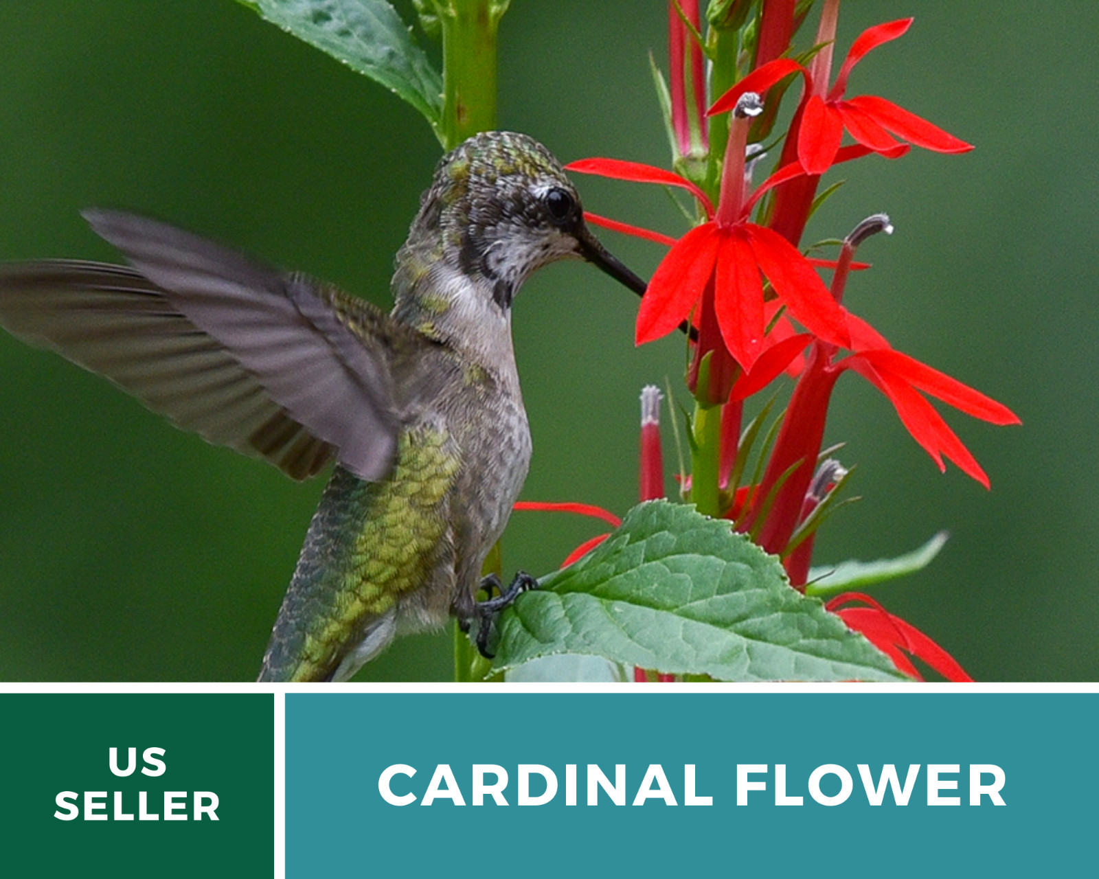 Lobelia, Cardinal Flower – 250 Seeds – Hummingbird Friendly (Lobelia cardinalis)
