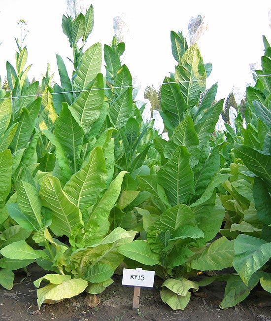 1000 KY15 Tobacco Seeds ~ Disease Resistant Nicotiana Tabacum ~ Frost Resistant