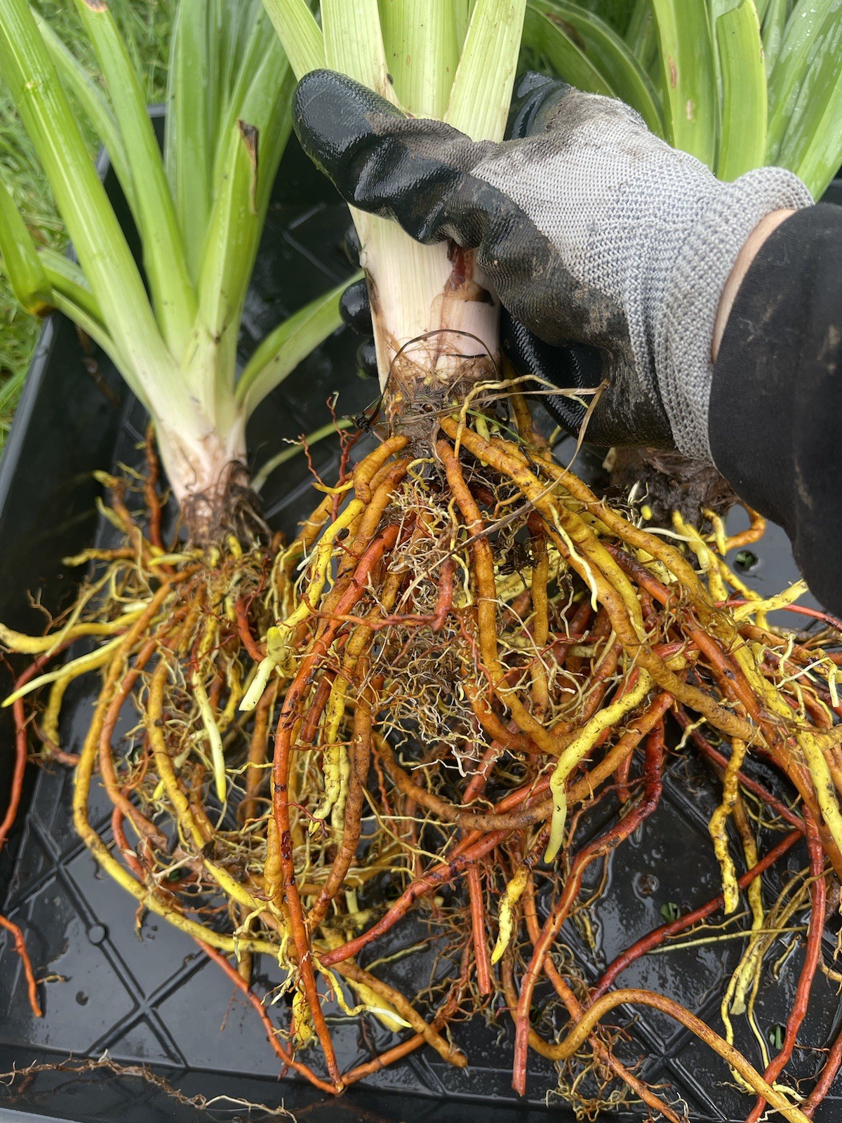 Three Bare Root Torch lily Rhizomes. Perennial