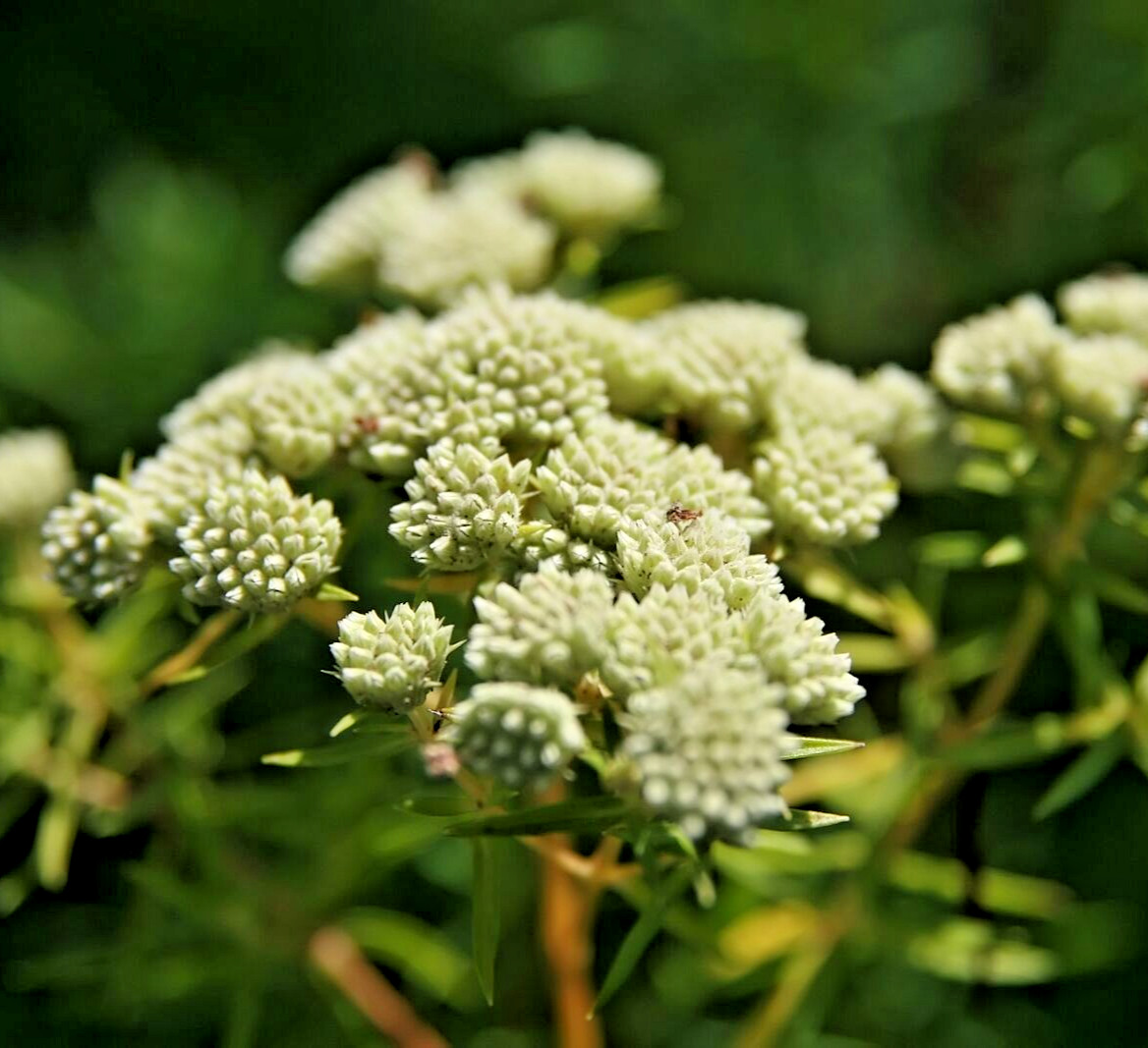 1000 ASCLEPIAS VERTICILLATA Seeds (Whorled Milkweed) Perennial Butterfly Flower