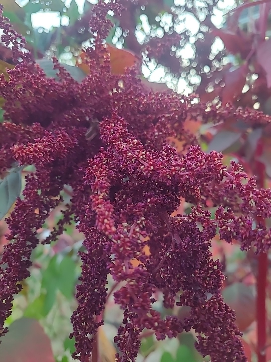 Amaranth Hopi Red No Pesticides or Chemicals. 6000 Seeds +/- Non GMO