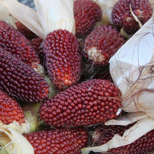 75 Strawberry Popcorn Corn Non-GMO Heirloom USA Seller