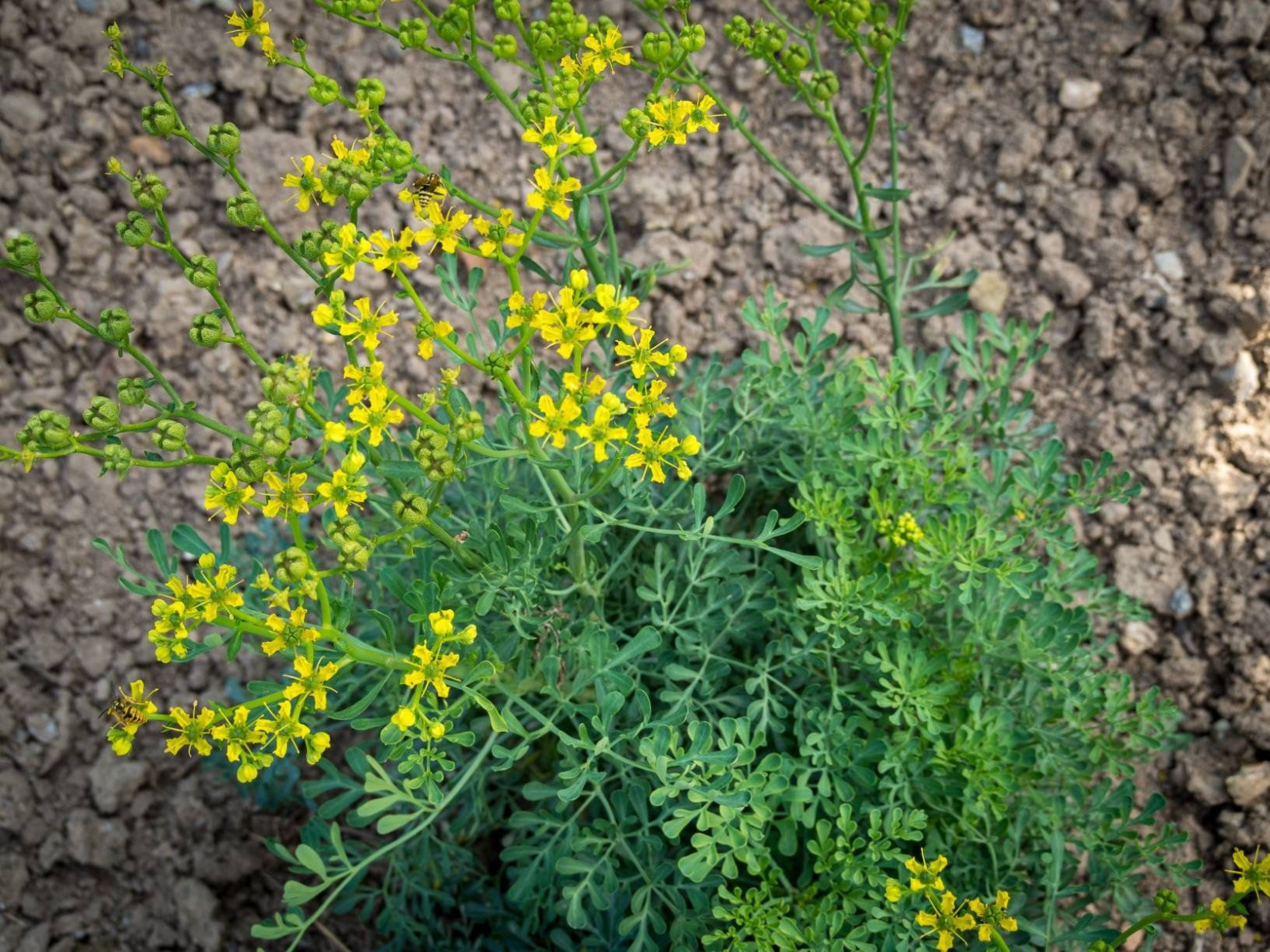 300+ Rue Seeds – Common Herb — Insect Repellent — Heirloom – Organic – NON GMO