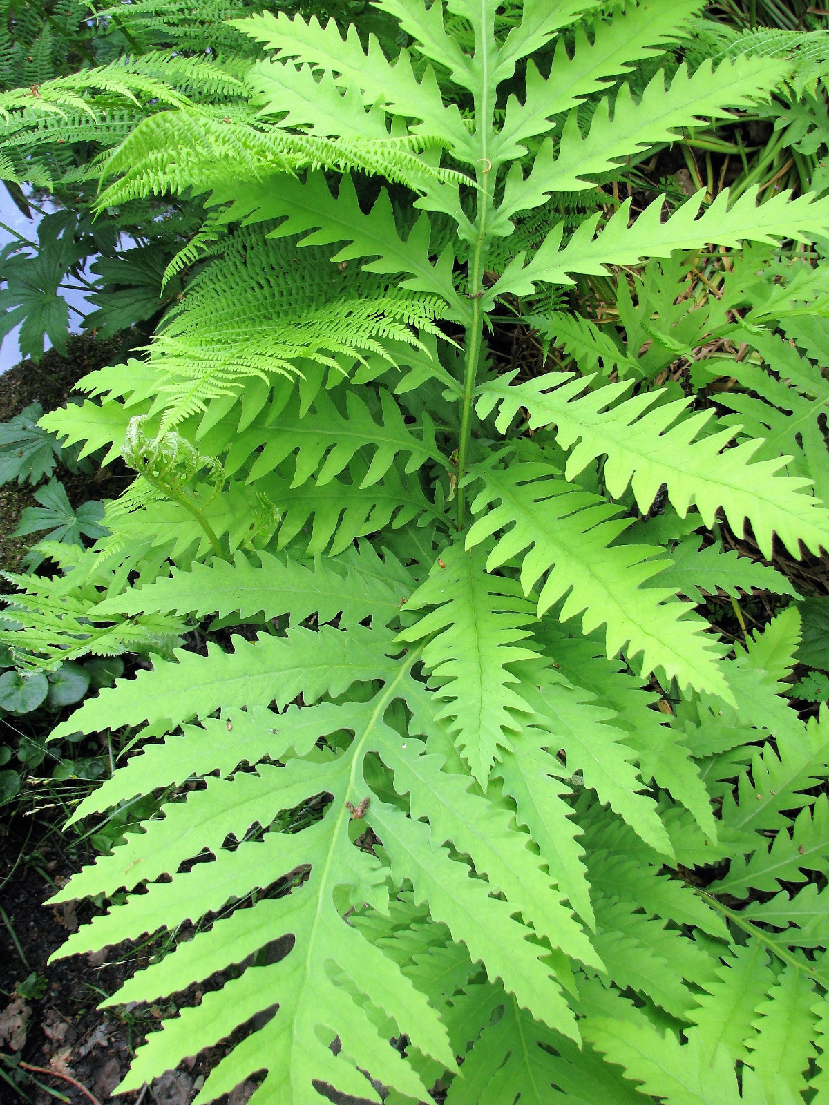 1000 + SENSITIVE FERN Onoclea Sensibilis aka Bead Sympathy Spores Seeds