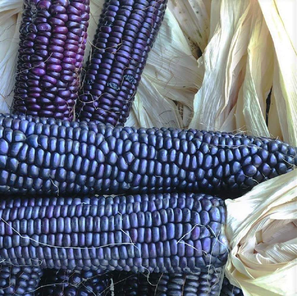 Hopi Blue Flint Corn Seeds (50) / ORGANIC / FLORIDA GROWN /