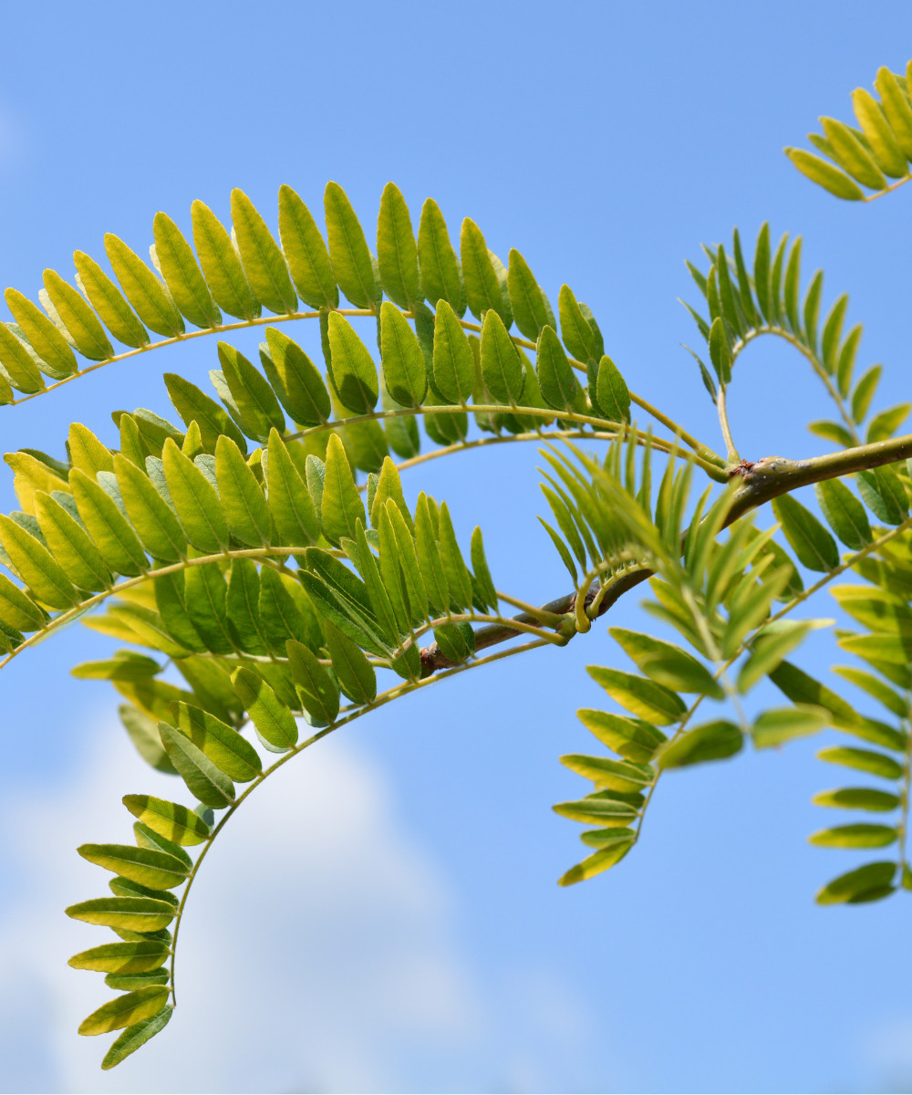 Honey Locust seeds Thornless Gleditsia triacanthos Great Bonsai Fall Color Tree