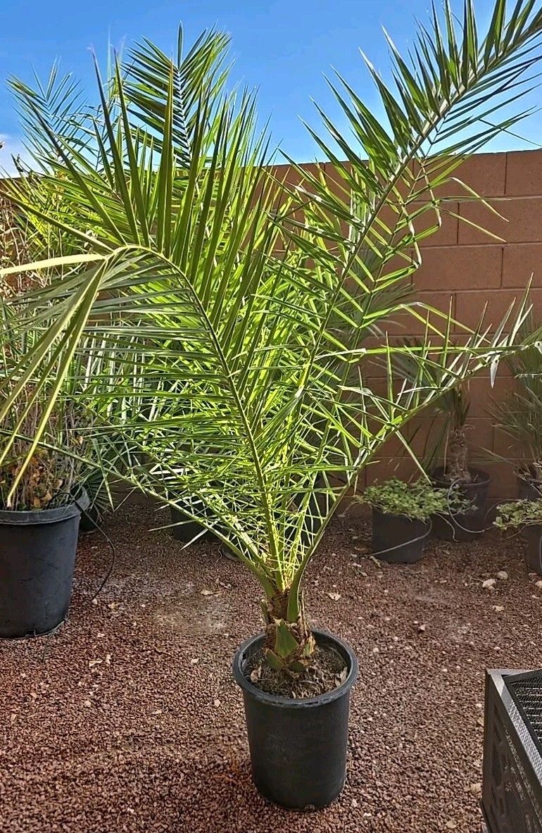 Canary Island, Date / Pineapple Palm Tree, Phoenix Canariensis 9+ Yrs 56+ inches