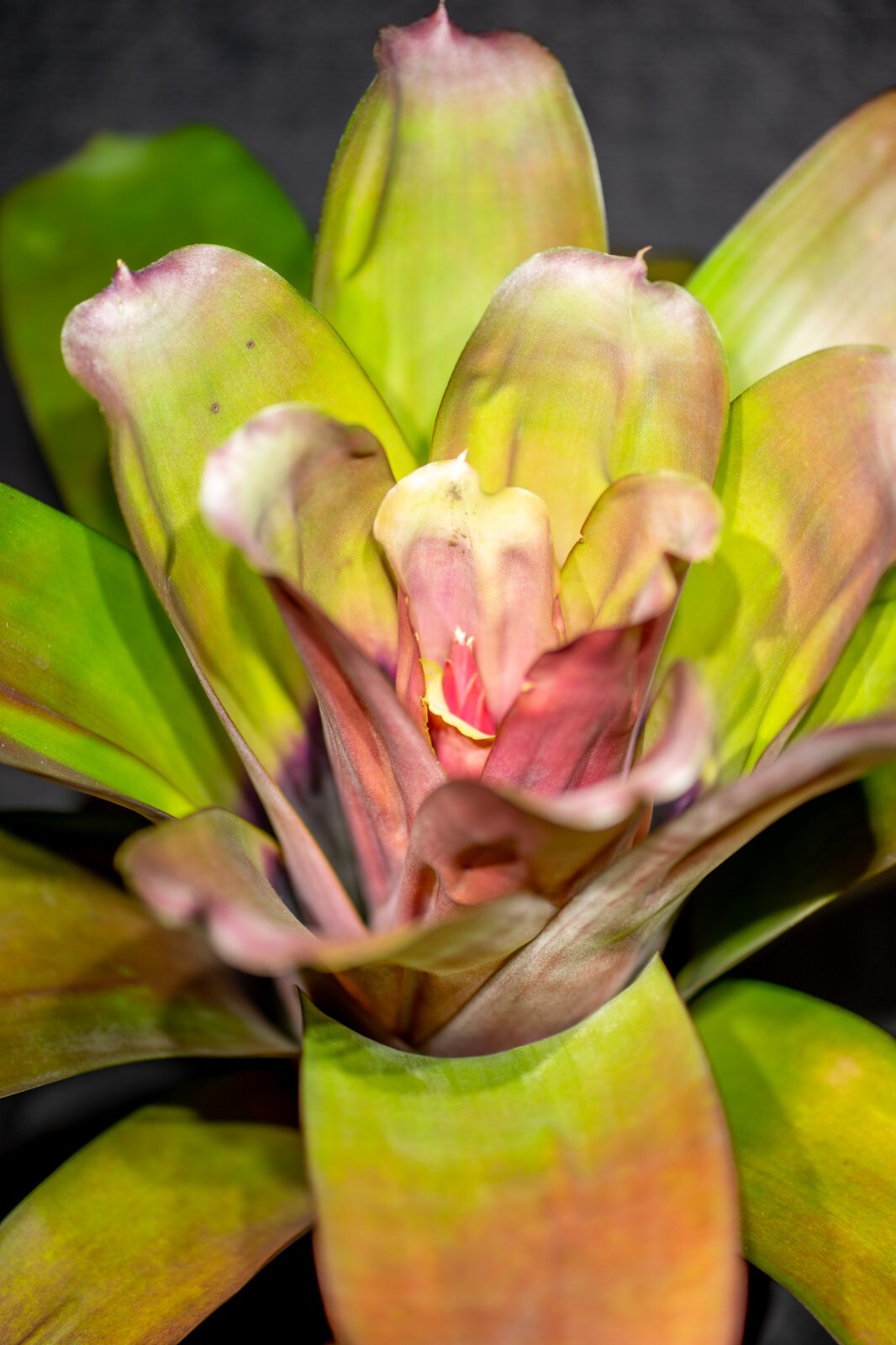 Bromeliad Aechmea Harvito 8″ pot