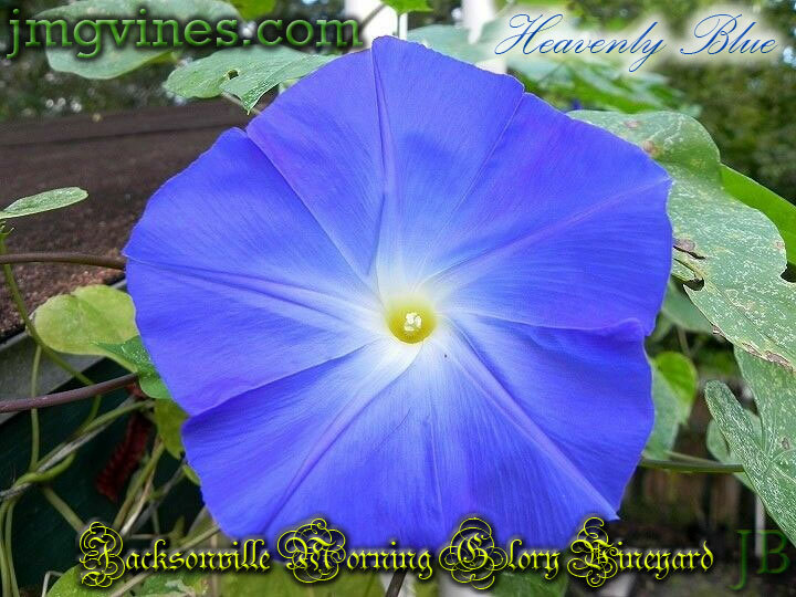 Clarke’s Heavenly Blue Ipomoea Tricolor Morning Glory 8 Seeds