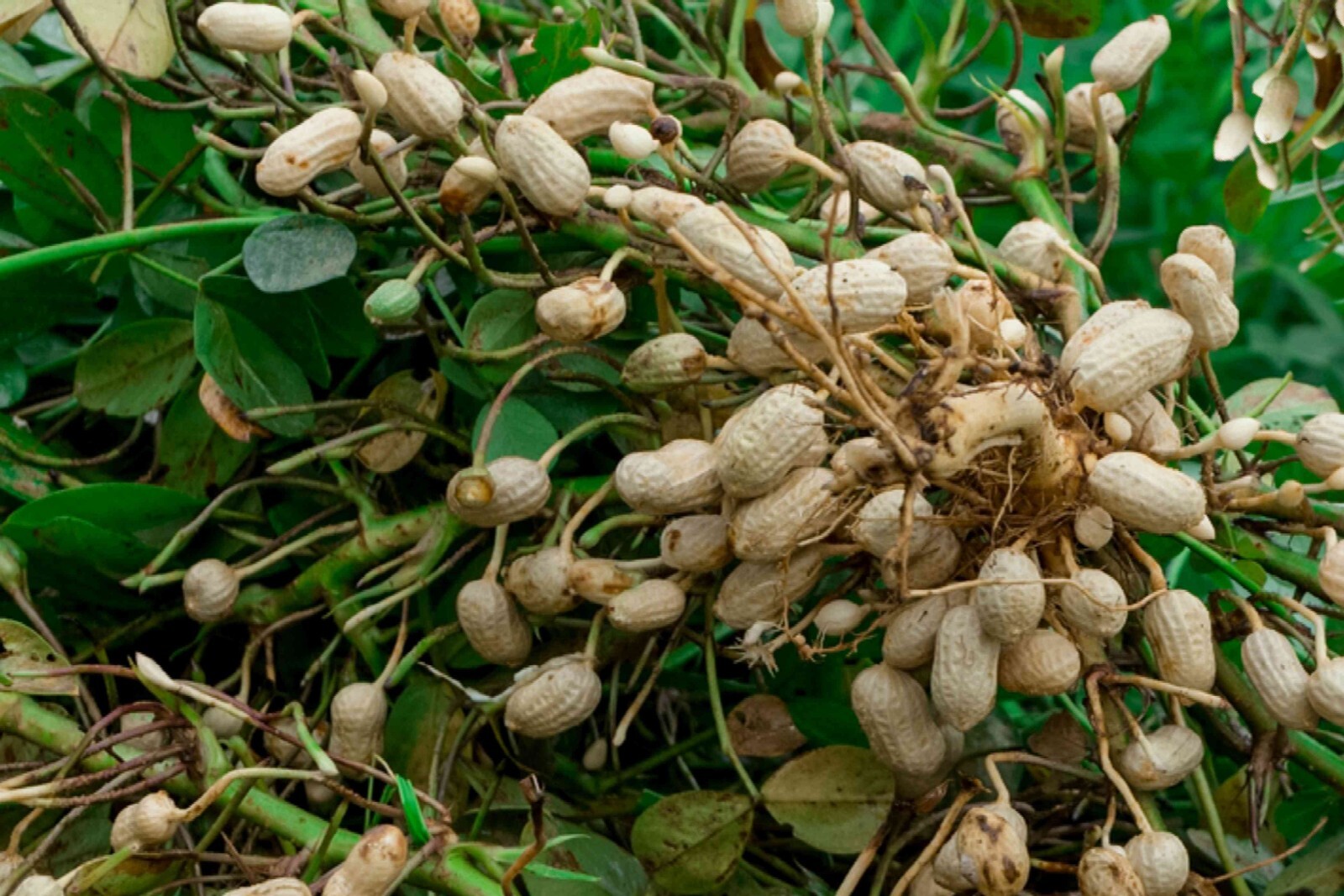 Virginia Jumbo Peanut Seeds, NON-GMO, Grow Your Own, Peanut Butter, FREE SHIP