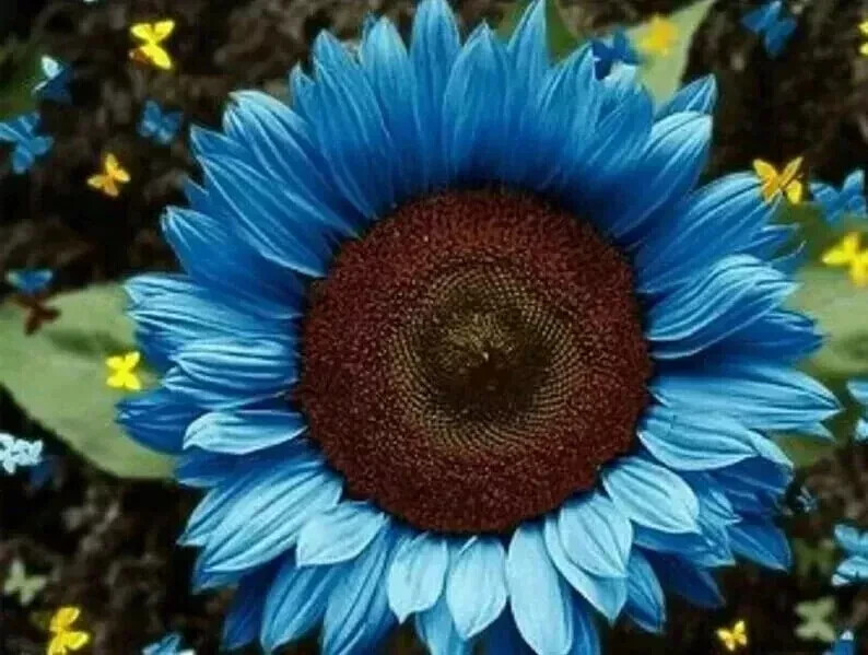 20x Enchanting Vibrant Blue Sunflower Seeds Plants Garden Planting Colorful OB