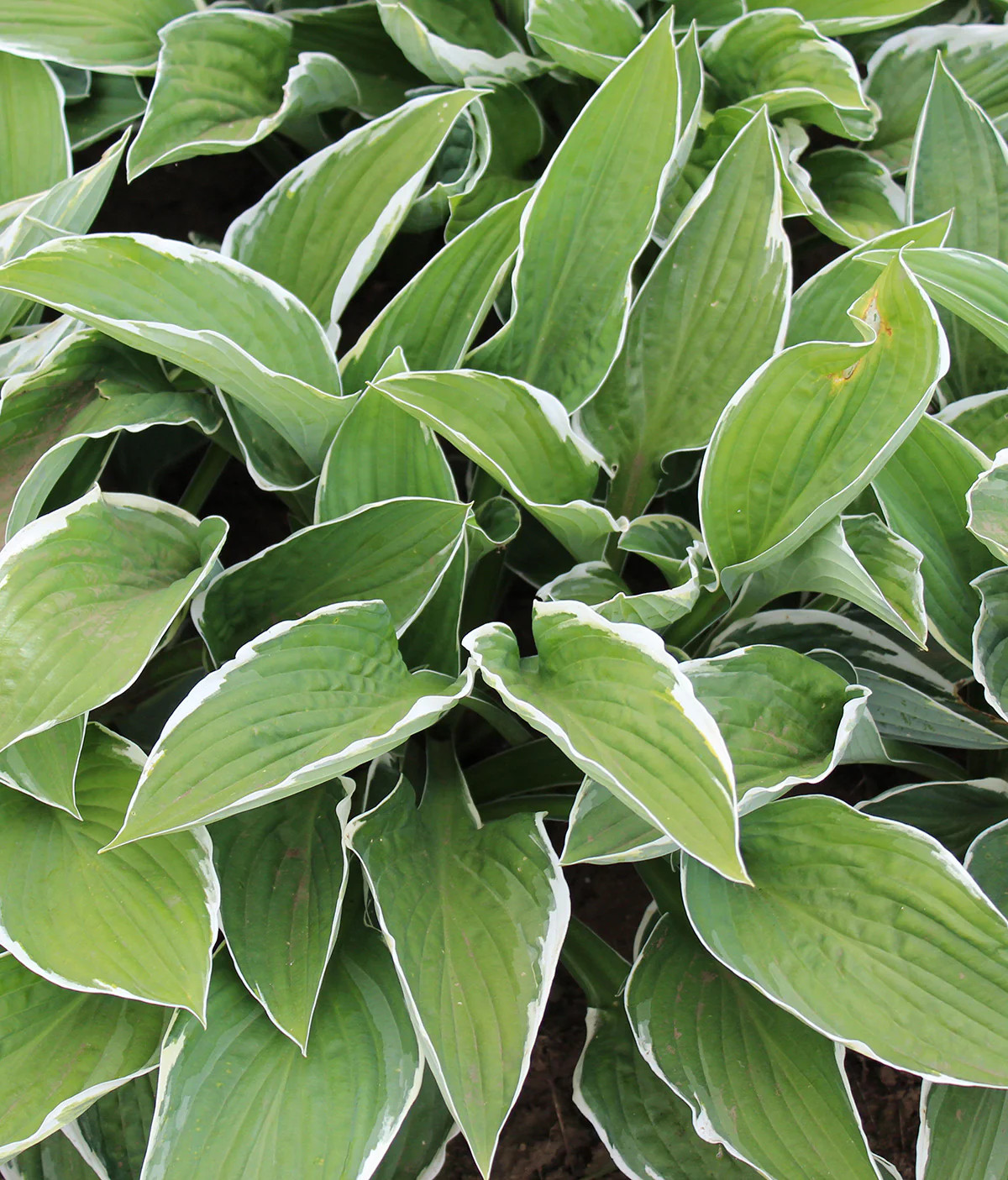 Francee Hosta – 3 root divisions