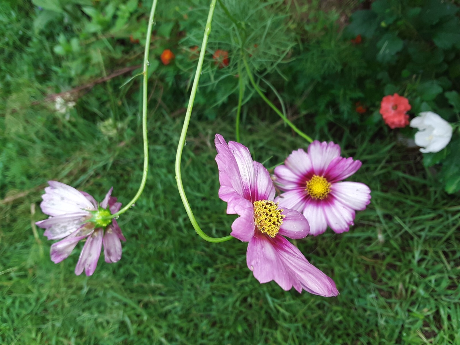 50+ Pink Cosmos Annual Flower Mix Seeds.US grown seeds.Different Shades of Pink.