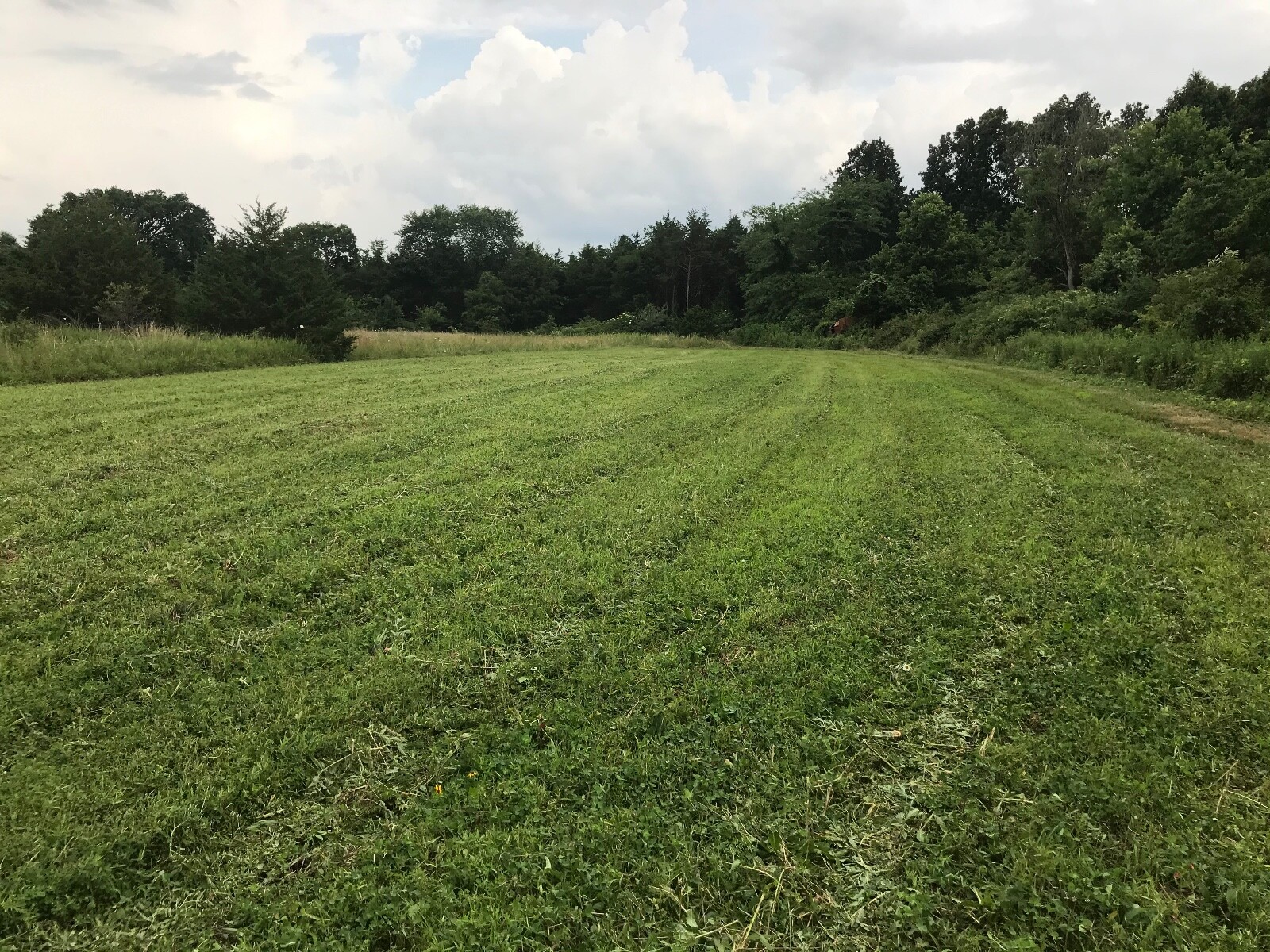 Annual Clover Food Plot Seed Mix Fast growth Big tonnage – Spring/Fall 1/2 Acre