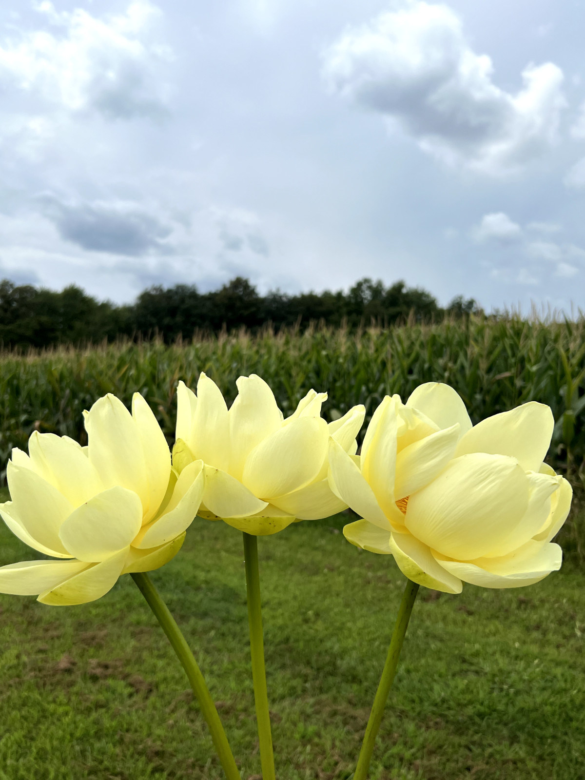 40 Seeds Yellow Lotus Flower Seeds American Water Lily for Pots or Pond