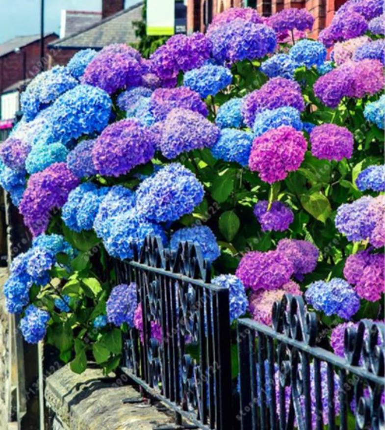 25pc HYDRANGEA SEEDS Garden Plant Flower rare exotic USA seller FREE shipping