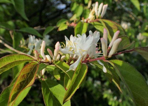 Lonicera fragrantissima | Chinese Honeysuckle | January Jasmine | 75 Seeds