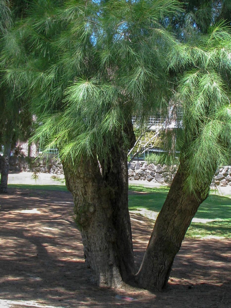 Australian Beach Pine Tree | Premium Seeds | Casuarina equisetifolia | Plants’®