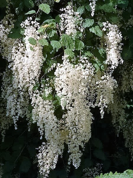 100 White OCEAN SPRAY Shrub Creambush Mountain Spray Holodiscus Flower Seeds