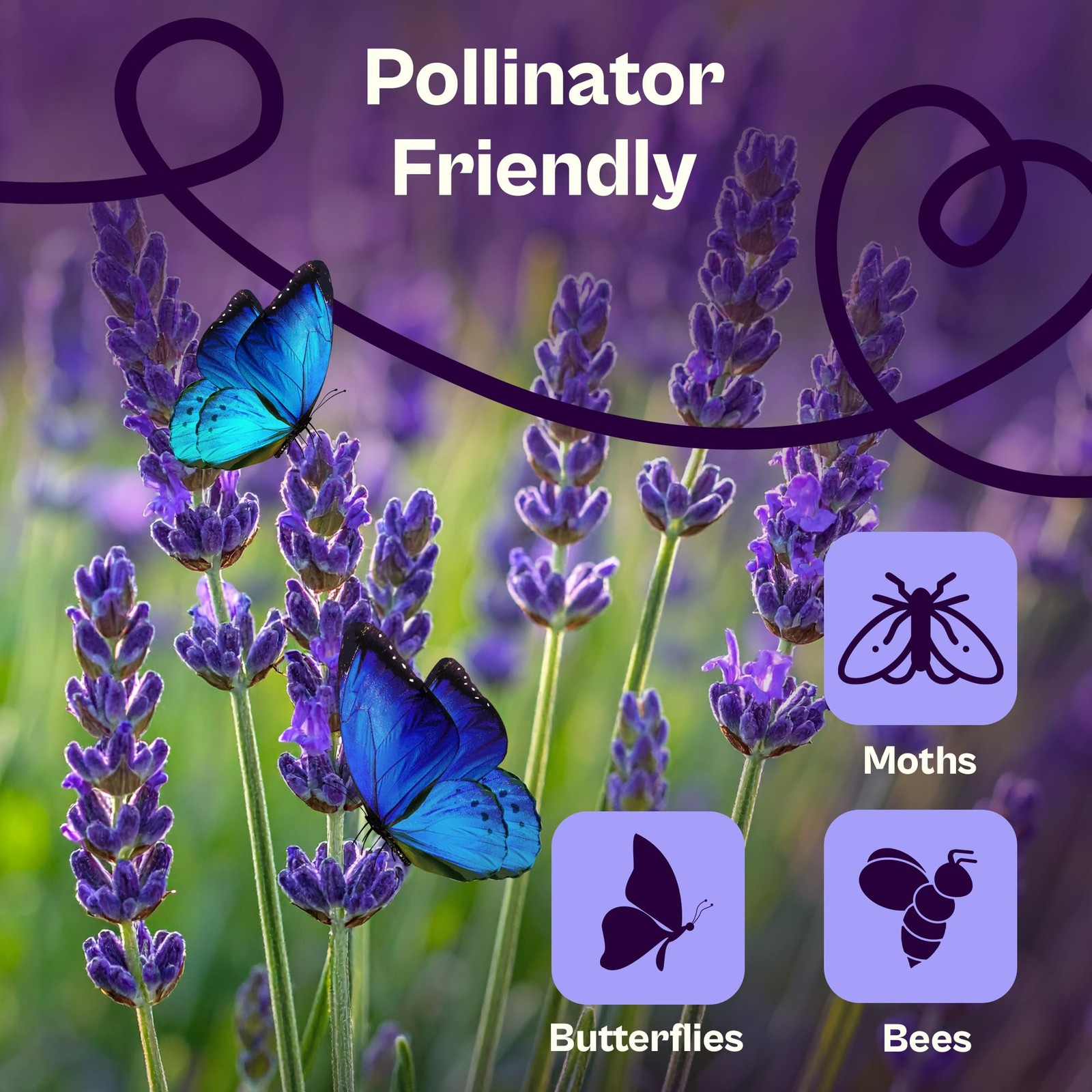 1500 English Lavender Seeds for Planting Lavandula angustifolia – Fragrant Pe…