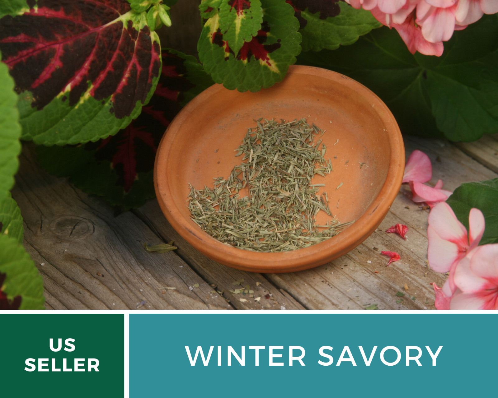 Savory, Winter – 100 Seeds – Culinary & Medicinal Herb – Non GMO