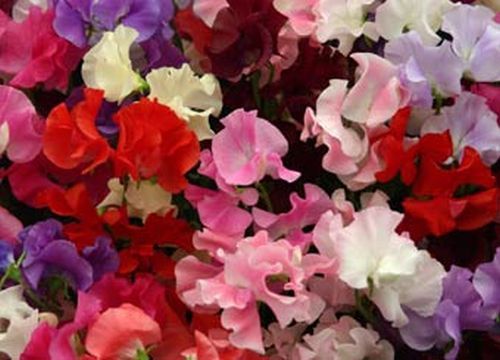 SWEET PEA – OLD SPICE – MIX Annual Seed