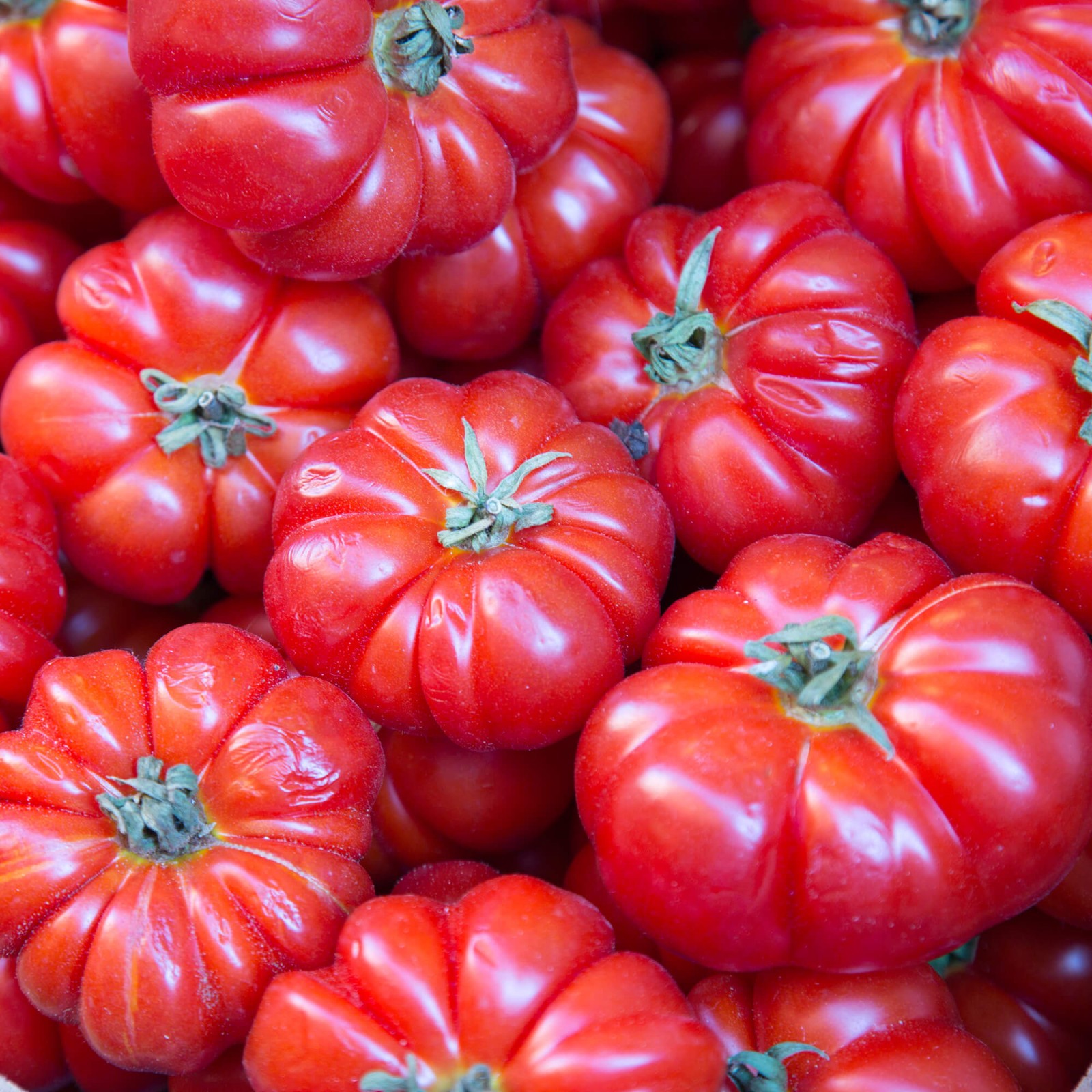 Rosso Sicilian Tomato Seeds | Heirloom / Non-GMO | Free Ship | Seed Store | 1298