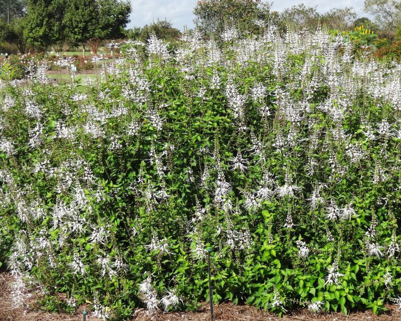 Set 2 White Cat Whiskers Live Plants – 4-6″ Tall – Flowering Plant for Landscapi