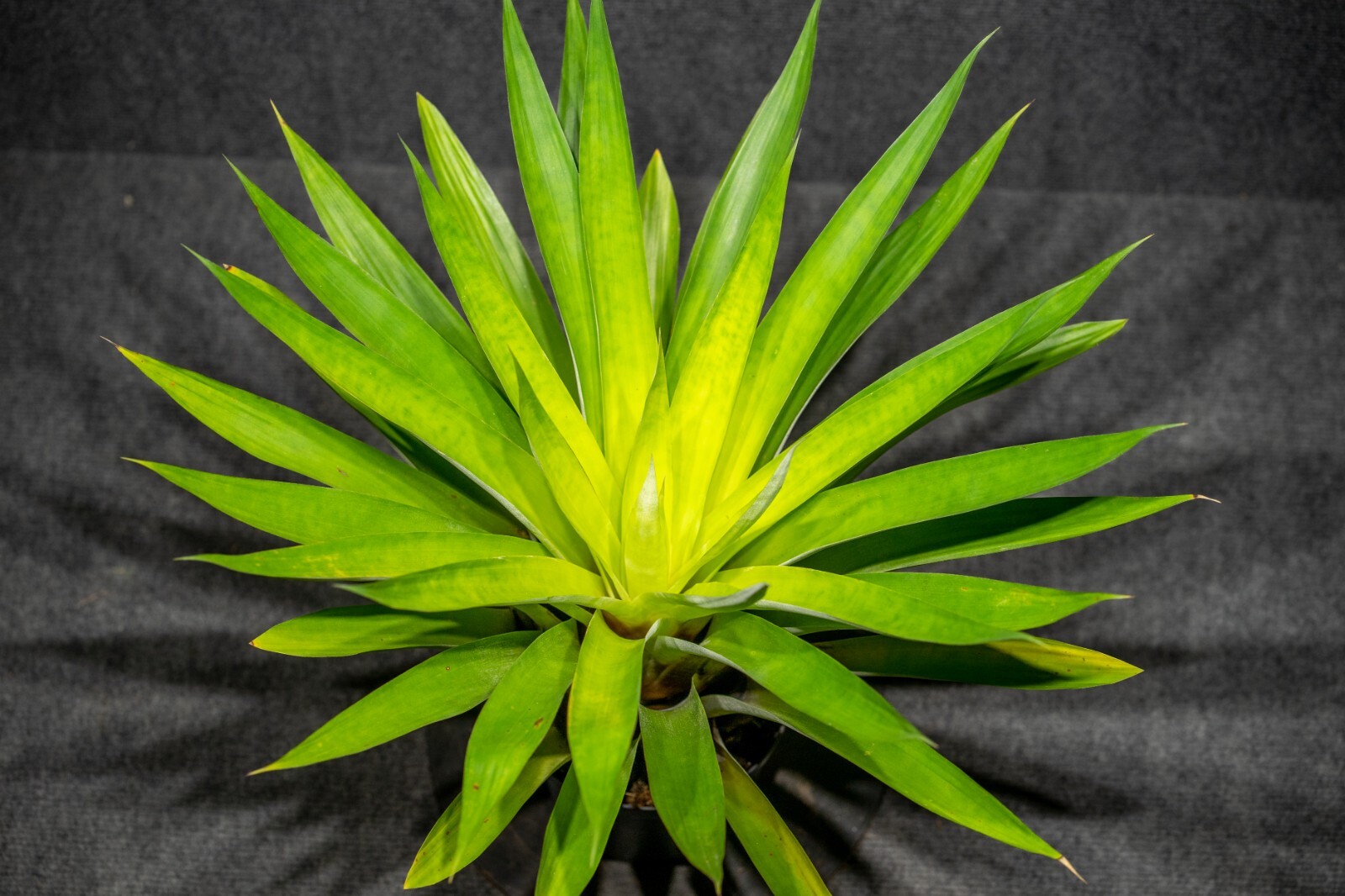 Tillandsia Oerstediana 6″ pot